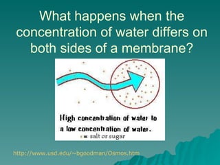 http://www.usd.edu/~bgoodman/Osmos.htm   What happens when the concentration of water differs on both sides of a membrane? 