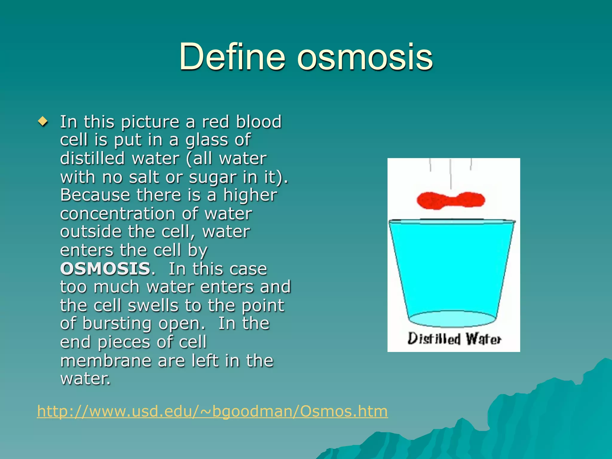 Define osmosis
   In this picture a red blood
    cell is put in a glass of
    distilled water (all water
    with no salt or sugar in it).
    Because there is a higher
    concentration of water
    outside the cell, water
    enters the cell by
    OSMOSIS. In this case
    too much water enters and
    the cell swells to the point
    of bursting open. In the
    end pieces of cell
    membrane are left in the
    water.
http://www.usd.edu/~bgoodman/Osmos.htm
 