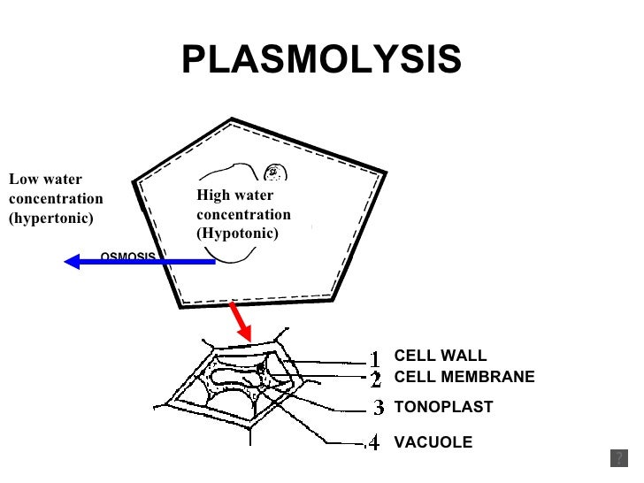 Plasmolysis - Plant water relation Plasmolysis - Plant water relation