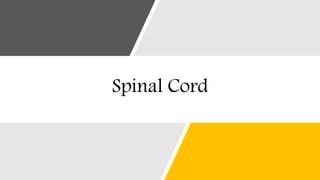 Spinal Cord
 