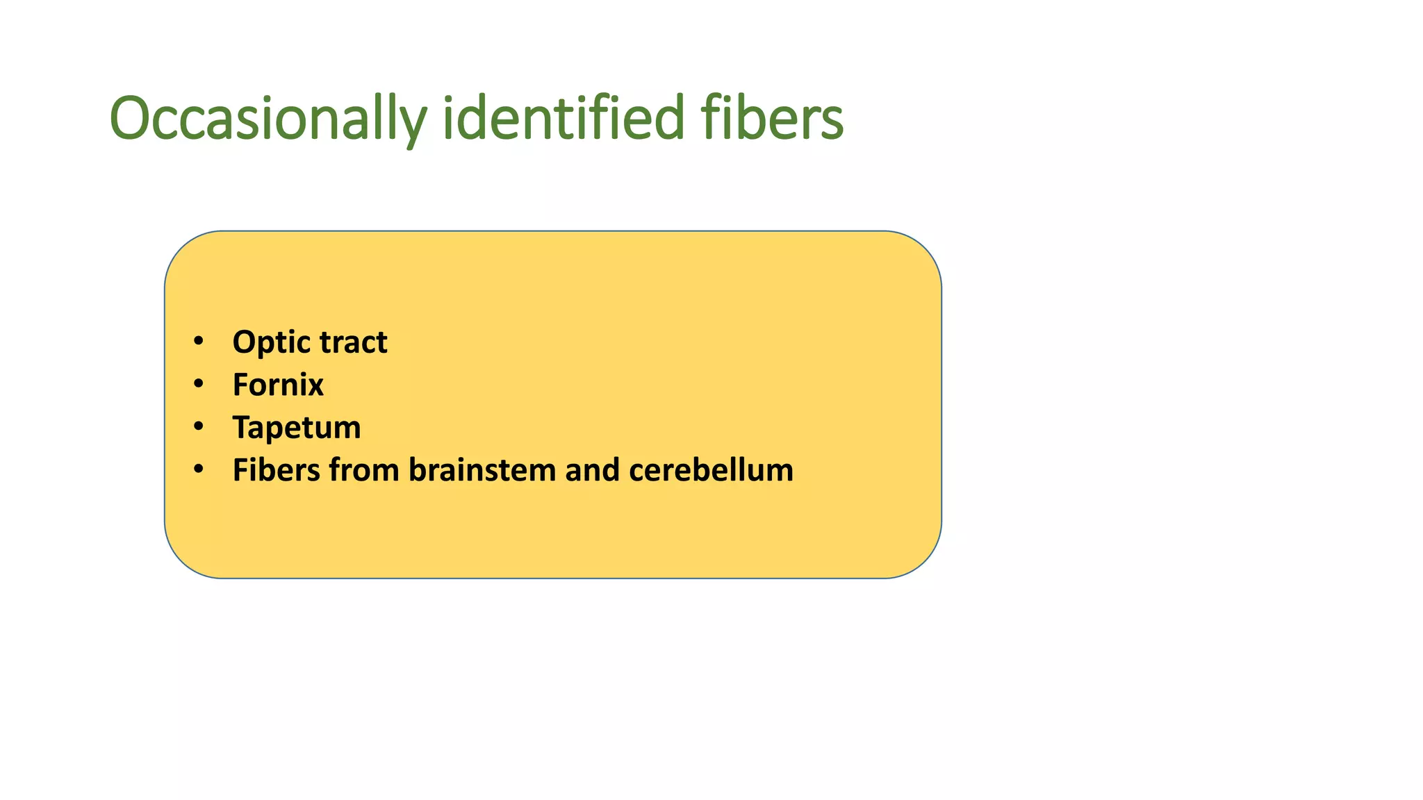 Occasionally identified fibers
• Optic tract
• Fornix
• Tapetum
• Fibers from brainstem and cerebellum
 