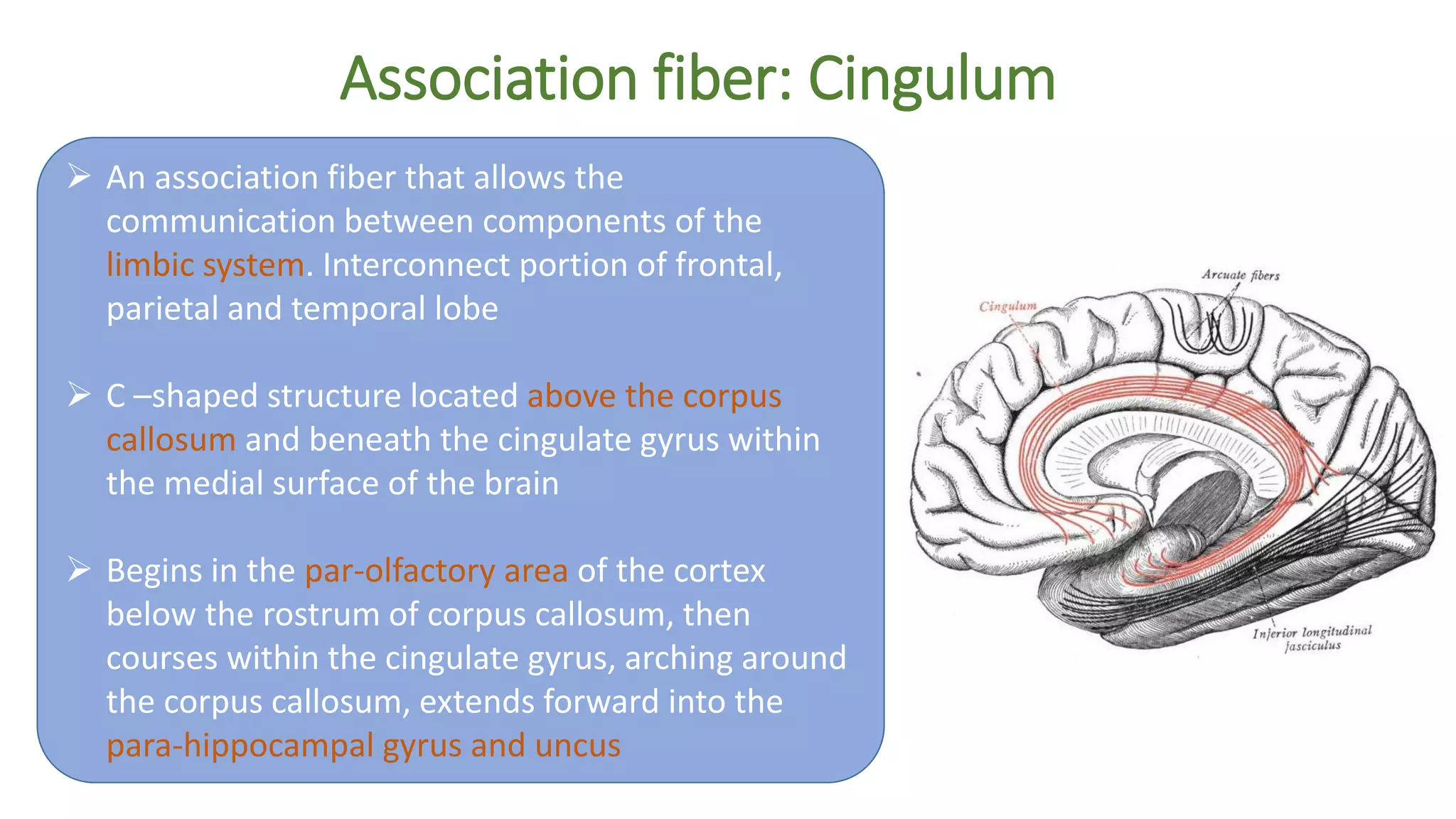 Association fiber: Cingulum
 An association fiber that allows the
communication between components of the
limbic system. Interconnect portion of frontal,
parietal and temporal lobe
 C –shaped structure located above the corpus
callosum and beneath the cingulate gyrus within
the medial surface of the brain
 Begins in the par-olfactory area of the cortex
below the rostrum of corpus callosum, then
courses within the cingulate gyrus, arching around
the corpus callosum, extends forward into the
para-hippocampal gyrus and uncus
 