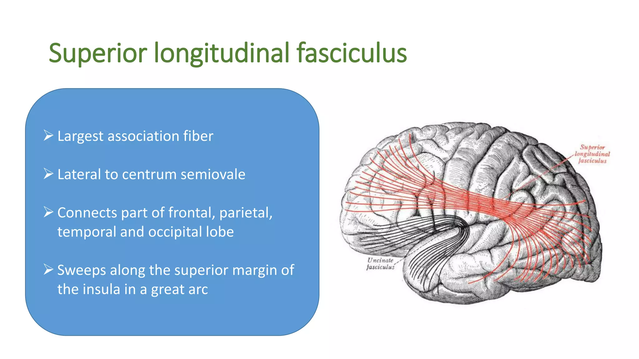 Superior longitudinal fasciculus
Largest association fiber
Lateral to centrum semiovale
Connects part of frontal, parietal,
temporal and occipital lobe
Sweeps along the superior margin of
the insula in a great arc
 
