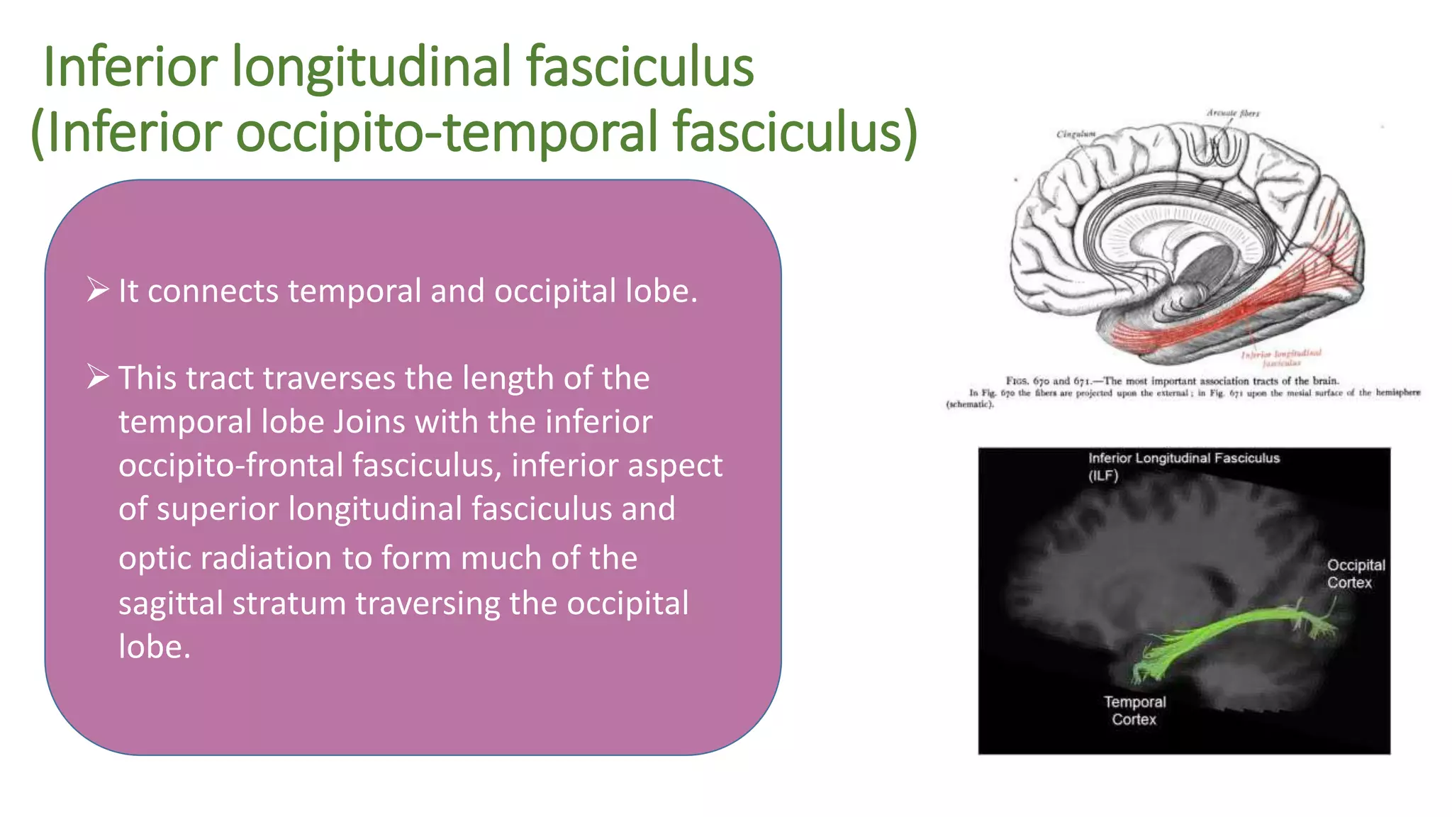 Inferior longitudinal fasciculus
(Inferior occipito-temporal fasciculus)
It connects temporal and occipital lobe.
This tract traverses the length of the
temporal lobe Joins with the inferior
occipito-frontal fasciculus, inferior aspect
of superior longitudinal fasciculus and
optic radiation to form much of the
sagittal stratum traversing the occipital
lobe.
 