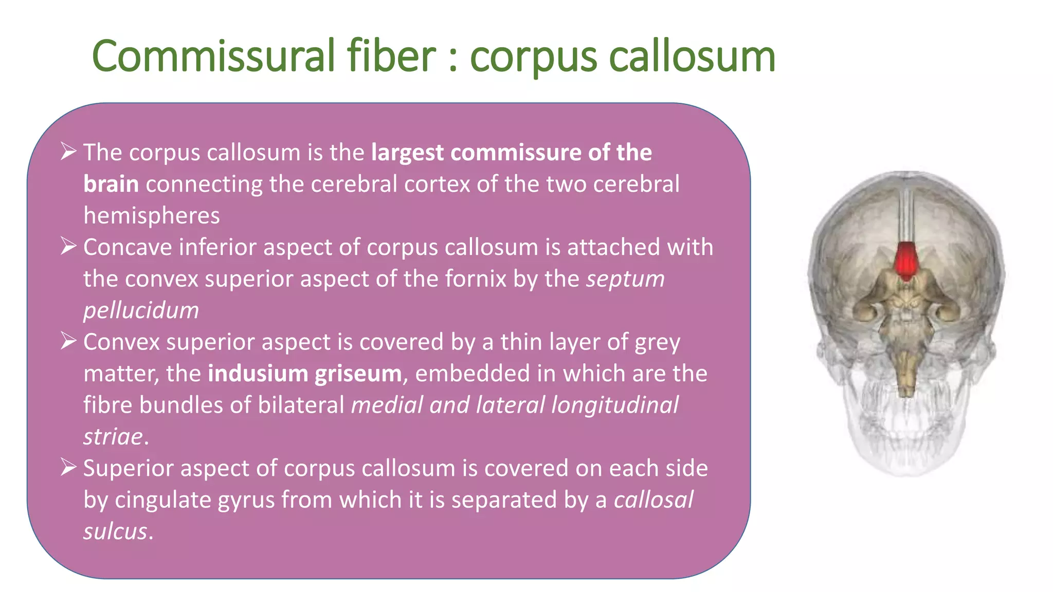 Commissural fiber : corpus callosum
The corpus callosum is the largest commissure of the
brain connecting the cerebral cortex of the two cerebral
hemispheres
Concave inferior aspect of corpus callosum is attached with
the convex superior aspect of the fornix by the septum
pellucidum
Convex superior aspect is covered by a thin layer of grey
matter, the indusium griseum, embedded in which are the
fibre bundles of bilateral medial and lateral longitudinal
striae.
Superior aspect of corpus callosum is covered on each side
by cingulate gyrus from which it is separated by a callosal
sulcus.
 