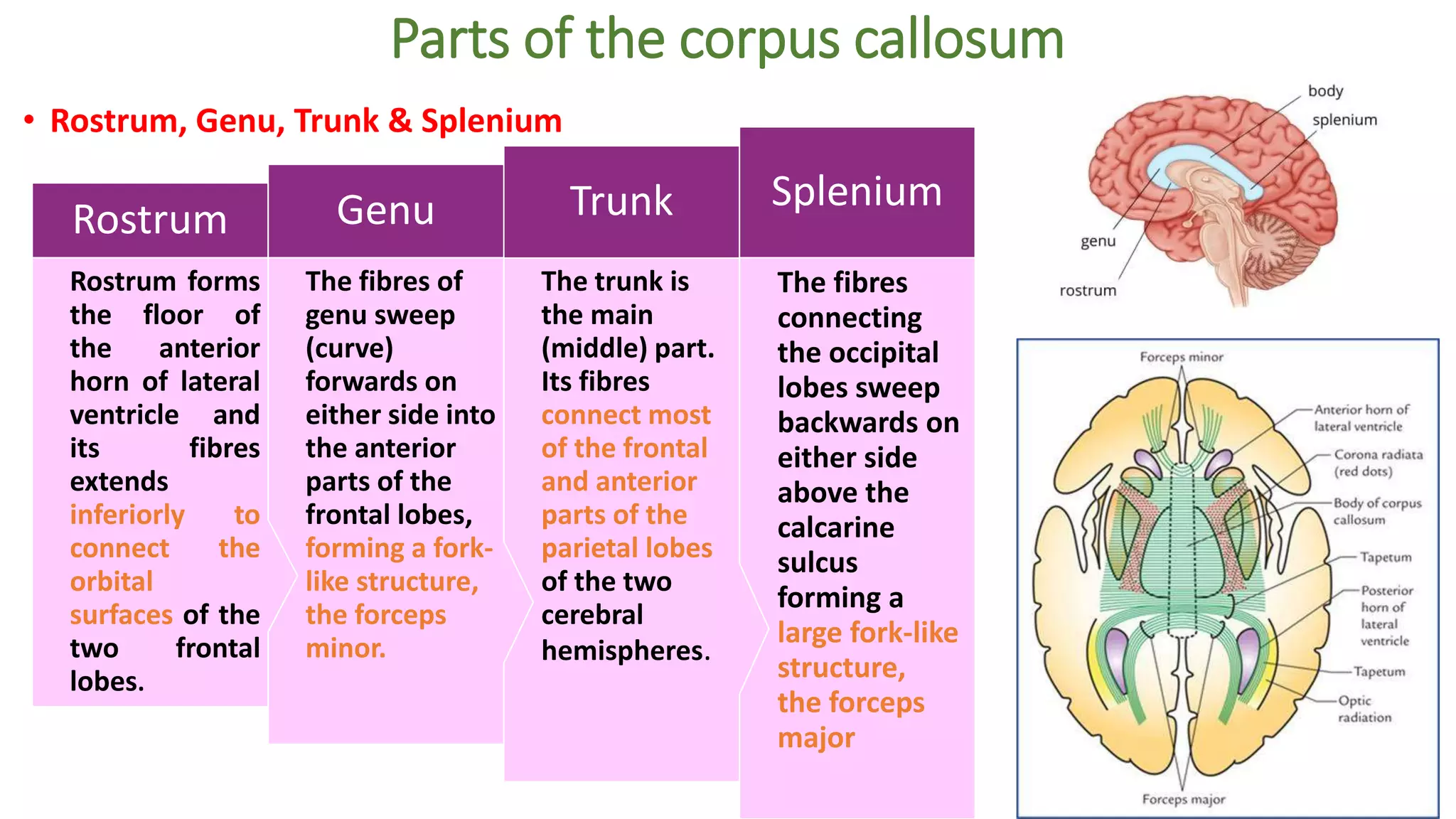 Parts of the corpus callosum
• Rostrum, Genu, Trunk & Splenium
The fibres
connecting
the occipital
lobes sweep
backwards on
either side
above the
calcarine
sulcus
forming a
large fork-like
structure,
the forceps
major
Splenium
The trunk is
the main
(middle) part.
Its fibres
connect most
of the frontal
and anterior
parts of the
parietal lobes
of the two
cerebral
hemispheres.
Trunk
The fibres of
genu sweep
(curve)
forwards on
either side into
the anterior
parts of the
frontal lobes,
forming a fork-
like structure,
the forceps
minor.
Genu
Rostrum forms
the floor of
the anterior
horn of lateral
ventricle and
its fibres
extends
inferiorly to
connect the
orbital
surfaces of the
two frontal
lobes.
Rostrum
 