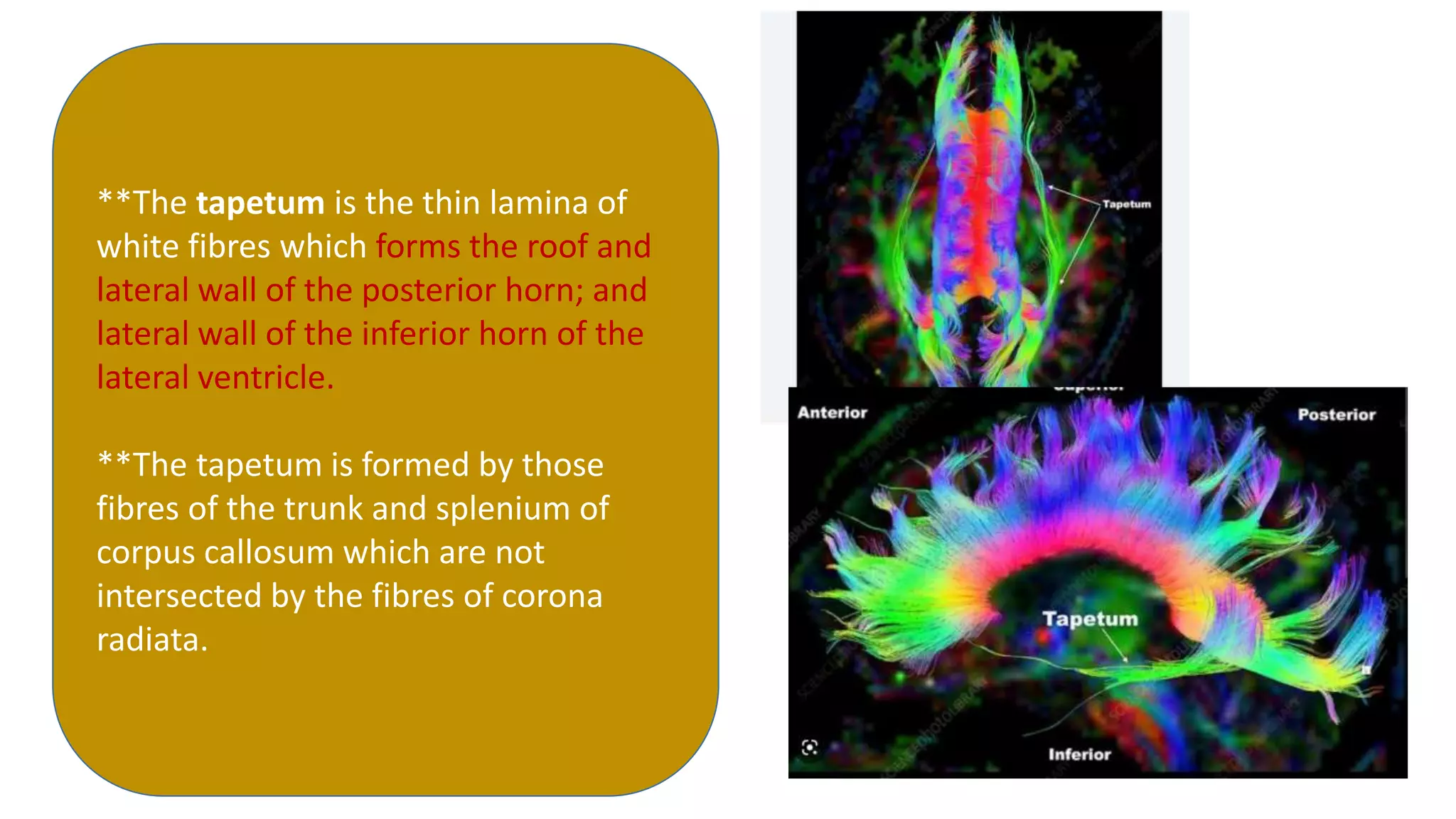 **The tapetum is the thin lamina of
white fibres which forms the roof and
lateral wall of the posterior horn; and
lateral wall of the inferior horn of the
lateral ventricle.
**The tapetum is formed by those
fibres of the trunk and splenium of
corpus callosum which are not
intersected by the fibres of corona
radiata.
 