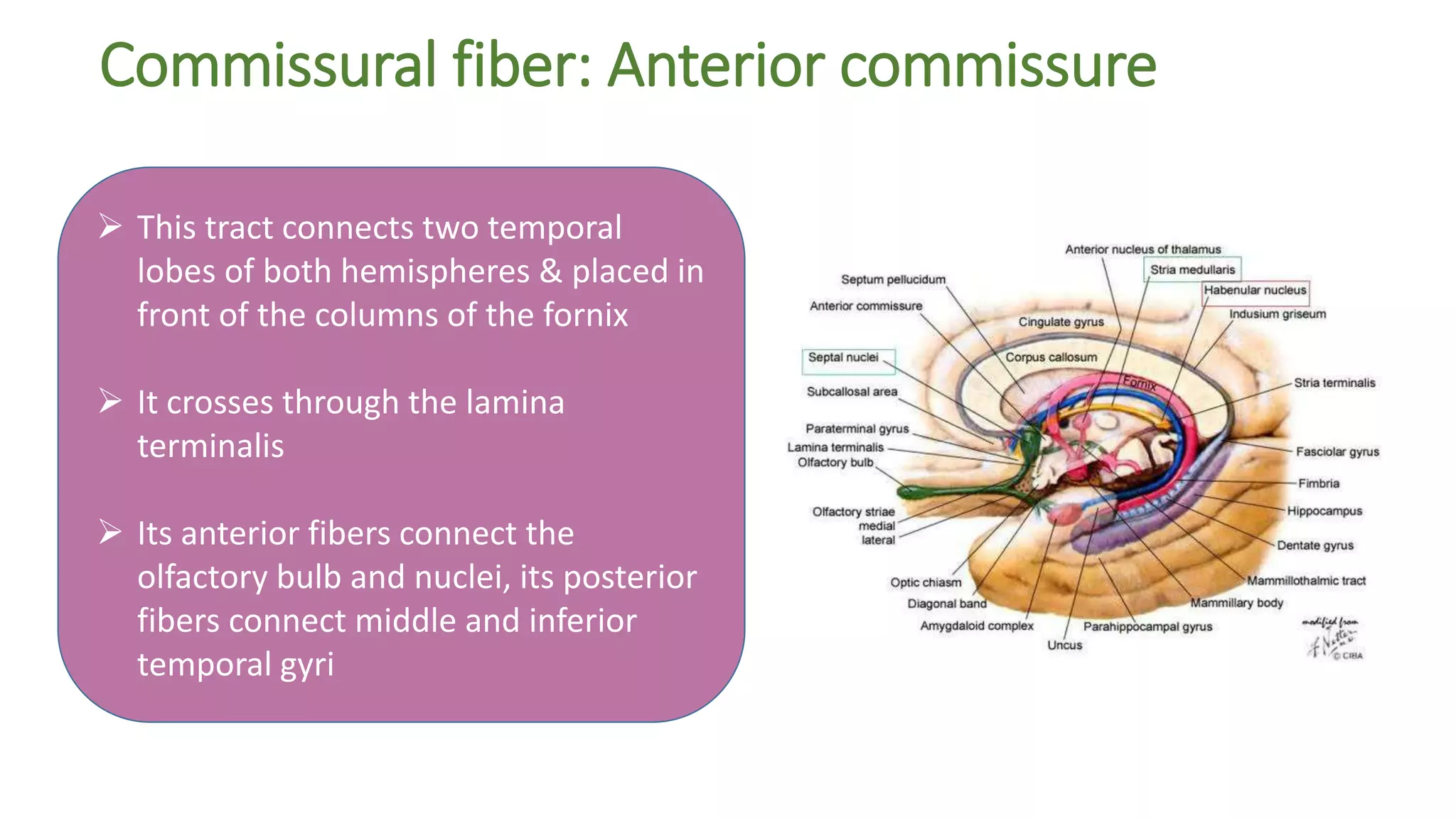 Commissural fiber: Anterior commissure
 This tract connects two temporal
lobes of both hemispheres & placed in
front of the columns of the fornix
 It crosses through the lamina
terminalis
 Its anterior fibers connect the
olfactory bulb and nuclei, its posterior
fibers connect middle and inferior
temporal gyri
 