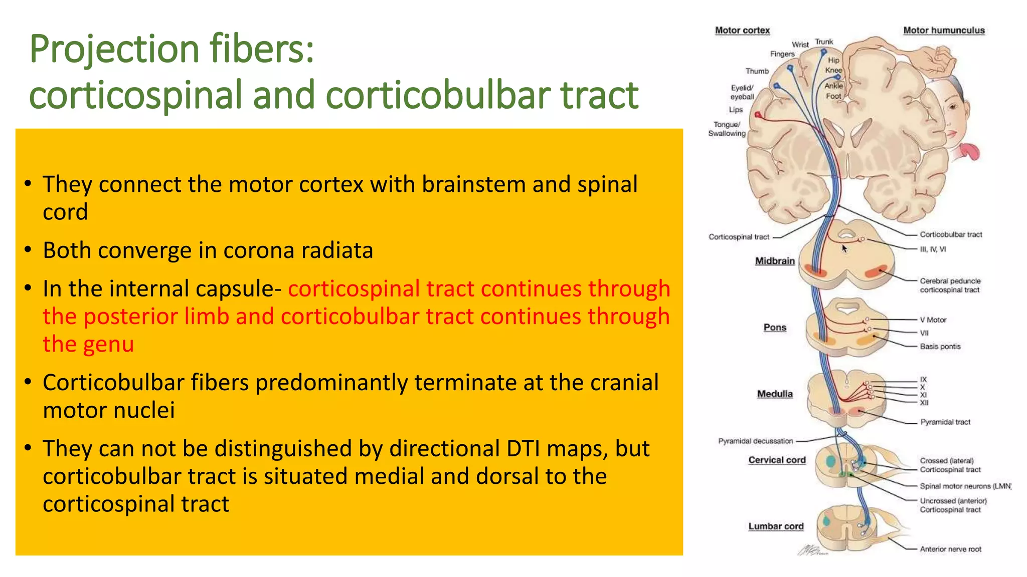 Projection fibers:
corticospinal and corticobulbar tract
• They connect the motor cortex with brainstem and spinal
cord
• Both converge in corona radiata
• In the internal capsule- corticospinal tract continues through
the posterior limb and corticobulbar tract continues through
the genu
• Corticobulbar fibers predominantly terminate at the cranial
motor nuclei
• They can not be distinguished by directional DTI maps, but
corticobulbar tract is situated medial and dorsal to the
corticospinal tract
 