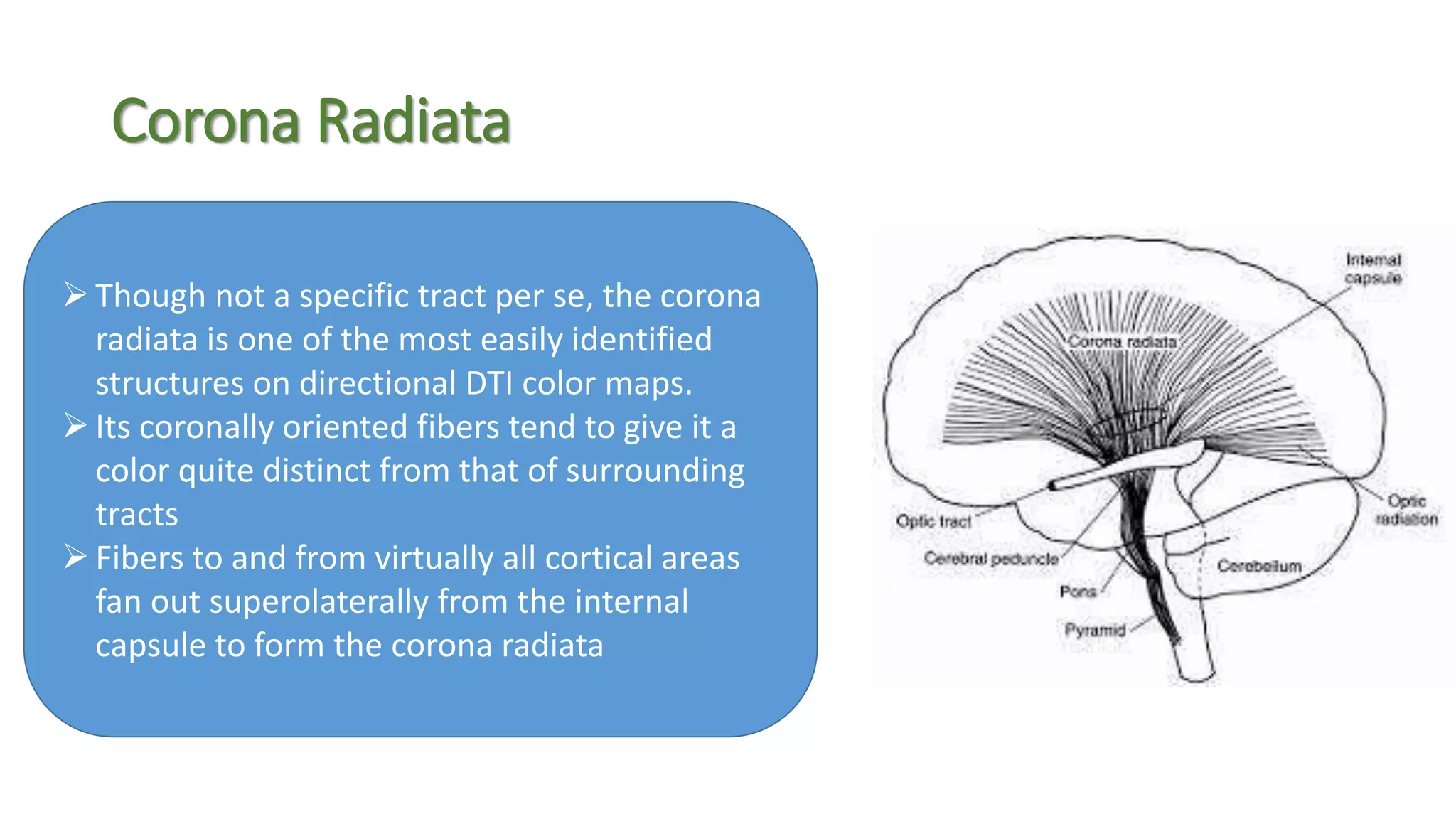 Corona Radiata
Though not a specific tract per se, the corona
radiata is one of the most easily identified
structures on directional DTI color maps.
Its coronally oriented fibers tend to give it a
color quite distinct from that of surrounding
tracts
Fibers to and from virtually all cortical areas
fan out superolaterally from the internal
capsule to form the corona radiata
 