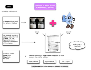Part 2
                                       Diffusion of Water Across
                                        a Membrane (Osmosis)

A. Making the Solution




  A solution has two parts:
  the solvent and solute




                                       solute                                            solvent
                                        10g                                               10 ml
  We measured out 10g of
  salt and added it to 10ml
  of water. This is a
  hypertonic solution
  compared to the solution
  of the cytoplasm                                                     Solution
                                                                                                   More solute =
                                                                                                    hypertonic




  Solutions can be:
  Hyper-tonic                 If we say a solution is hyper, hypo, or isotonic we must
  Hypo-tonic                  compare it to another solution.
  Iso-tonic

                              Hyper = Above             Hypo = Below               Iso = Equal


                                  The preﬁxes refer to the amount of solute in the solution
 