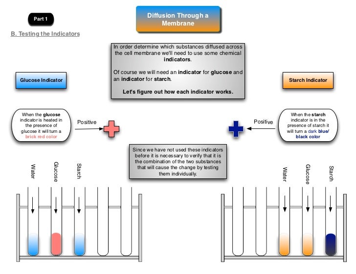 Diffusion Through A Membrane Lab