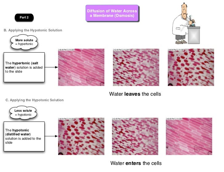 a lab experiment on cell membrane in diffusion Your lab report will be done on lab 2 specifically, you will describe the diffusion lab you will need to follow the guidelines described below all cells are bound by a functional cell membrane the cell membrane functions to protect a cell and to regulate the movement of molecules and ions into and out of cells membrane this experiment. a lab experiment on cell membrane in diffusion Your lab report will be done on lab 2 specifically, you will describe the diffusion lab you will need to follow the guidelines described below all cells are bound by a functional cell membrane the cell membrane functions to protect a cell and to regulate the movement of molecules and ions into and out of cells membrane this experiment.