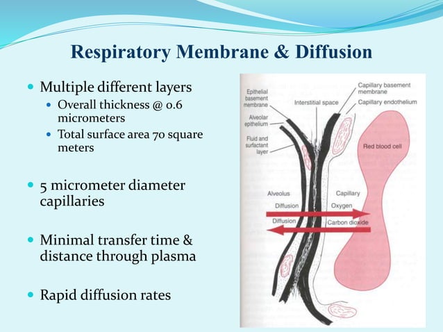Diffusion through respiratory membrane | PPTX