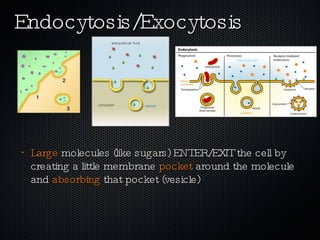 Endocytosis/Exocytosis Large  molecules (like sugars) ENTER/EXIT the cell by creating a little membrane  pocket  around the molecule and  absorbing  that pocket (vesicle) 