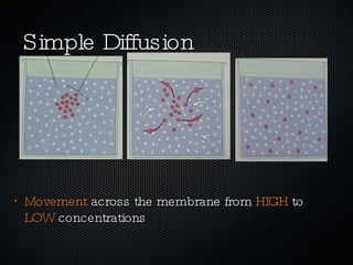 Simple Diffusion Movement  across the membrane from  HIGH  to  LOW  concentrations  