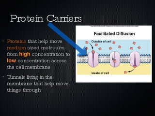 Protein Carriers Proteins  that help move  medium  sized molecules from  high  concentration to  low  concentration across the cell membrane Tunnels living in the membrane that help move things through 