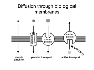 Diffusion through biological
membranes
 