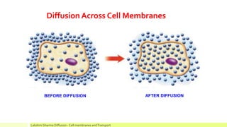 Diffusion Across Cell Membranes
BEFORE DIFFUSION AFTER DIFFUSION
Lakshmi Sharma Diffusion - Cell membranes andTransport