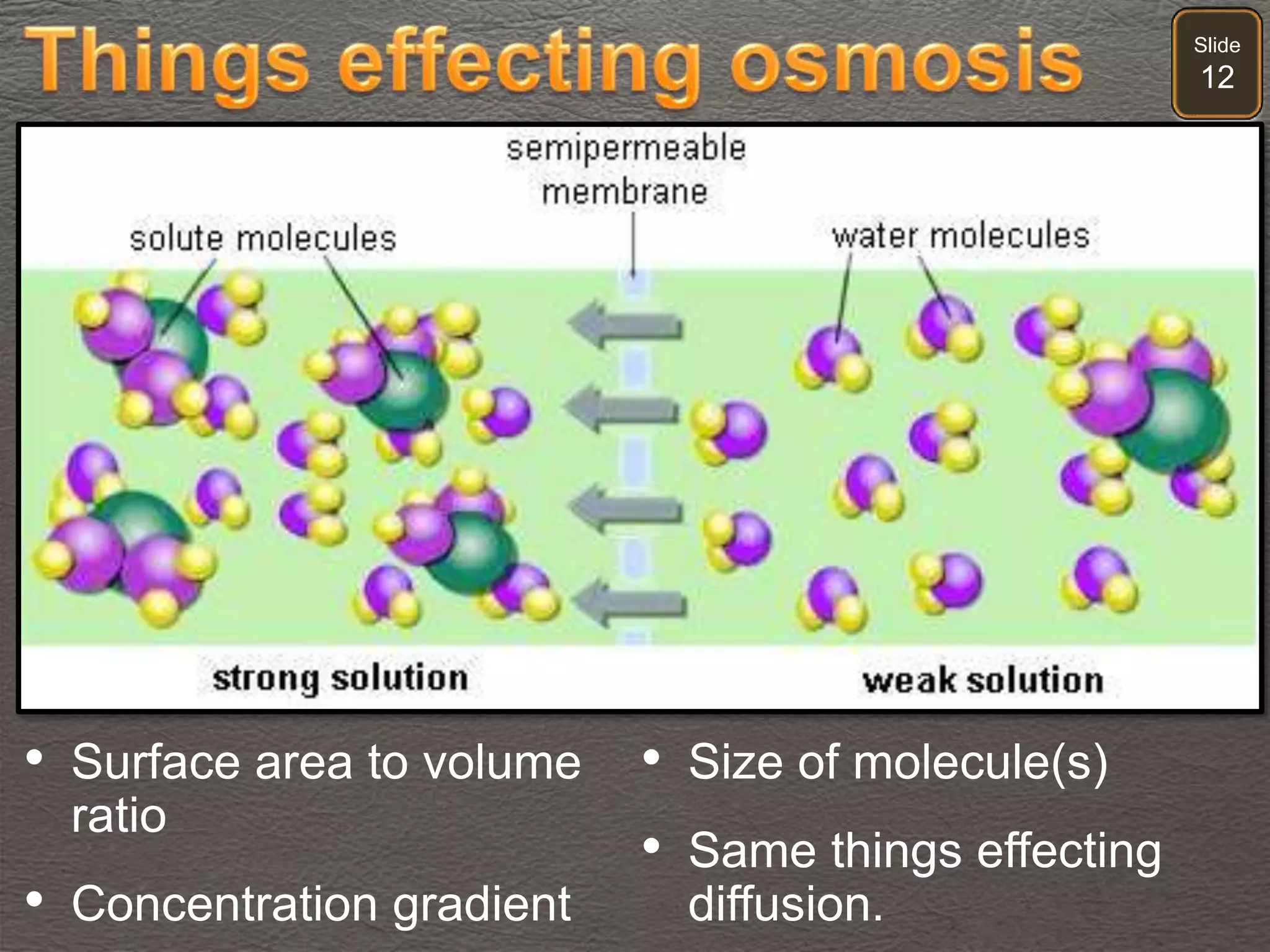Slide
12
• Surface area to volume
ratio
• Concentration gradient
• Size of molecule(s)
• Same things effecting
diffusion.
 