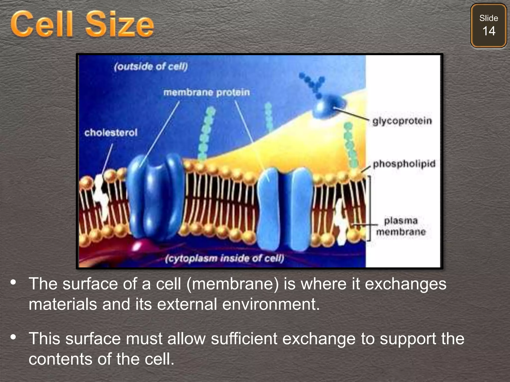 Slide
14
• The surface of a cell (membrane) is where it exchanges
materials and its external environment.
• This surface must allow sufficient exchange to support the
contents of the cell.
 