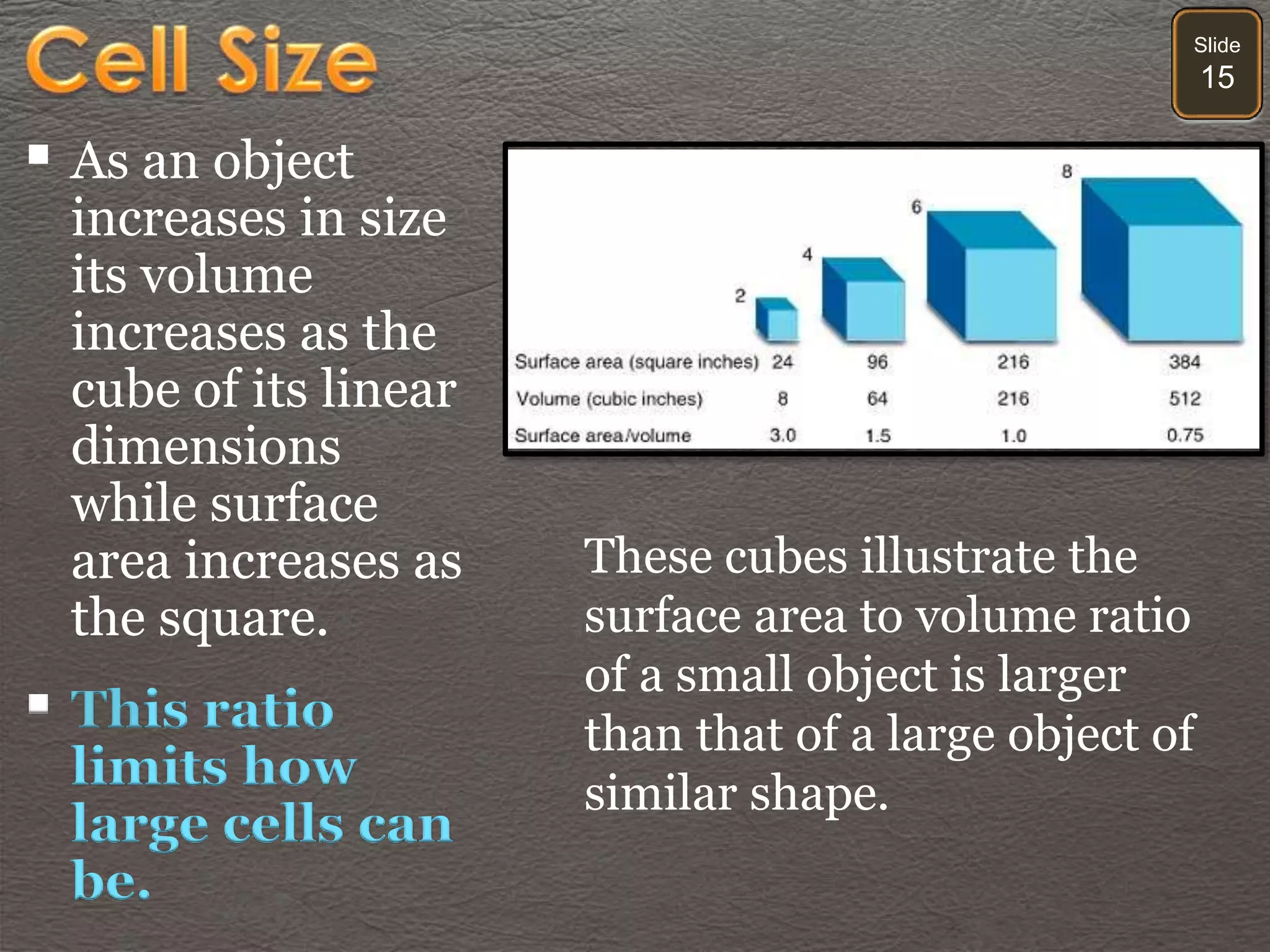 Slide
15
 As an object
increases in size
its volume
increases as the
cube of its linear
dimensions
while surface
area increases as
the square.
 This ratio
limits how
large cells can
be.
These cubes illustrate the
surface area to volume ratio
of a small object is larger
than that of a large object of
similar shape.
 