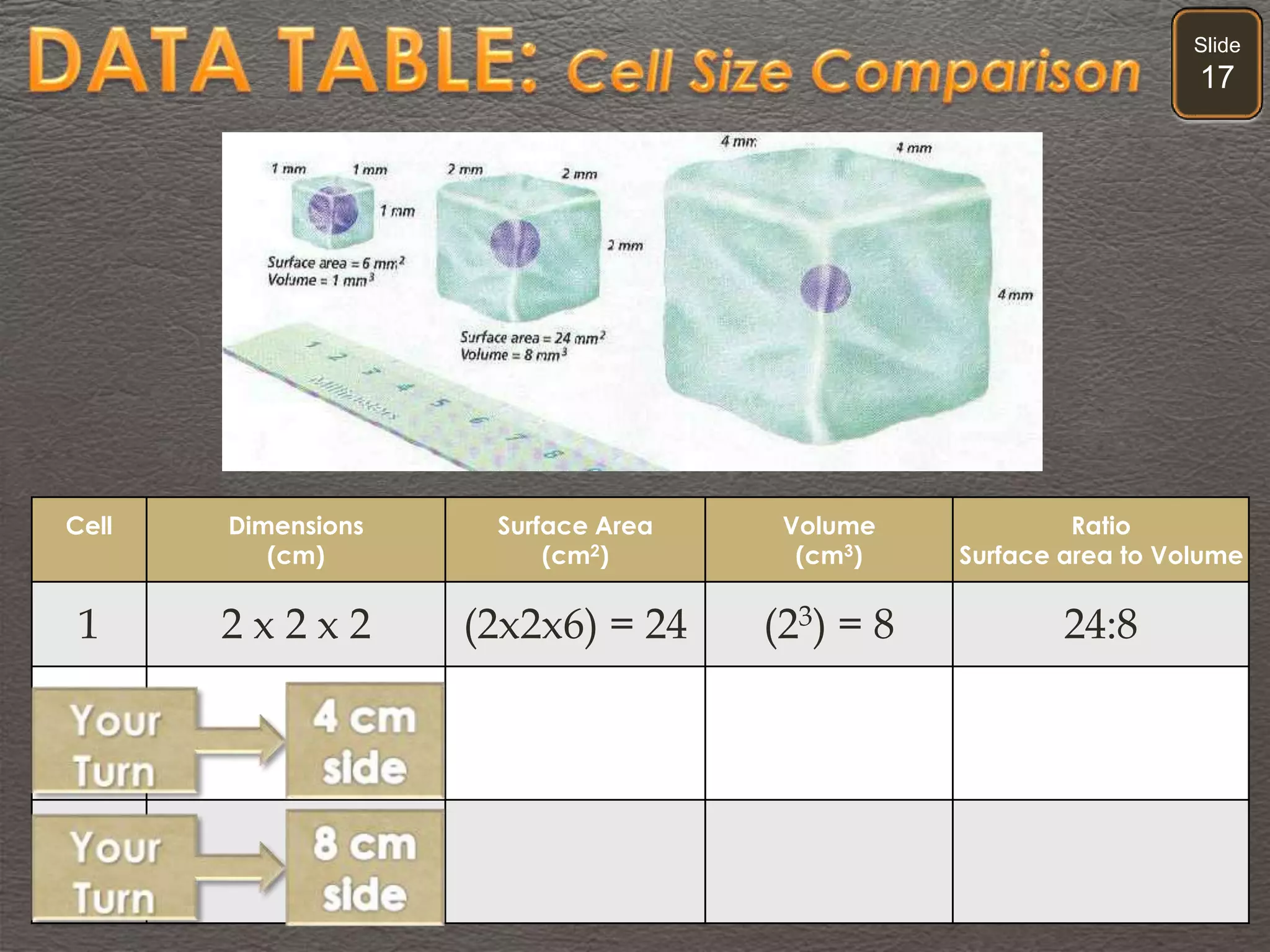 Slide
17
Cell Dimensions
(cm)
Surface Area
(cm2)
Volume
(cm3)
Ratio
Surface area to Volume
1 2 x 2 x 2 (2x2x6) = 24 (23) = 8 24:8
2
3
 