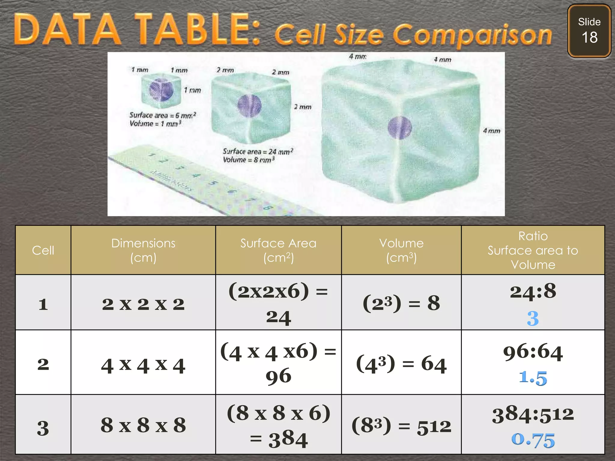 Slide
18
Cell
Dimensions
(cm)
Surface Area
(cm2)
Volume
(cm3)
Ratio
Surface area to
Volume
1 2 x 2 x 2
(2x2x6) =
24
(23) = 8
24:8
3
2 4 x 4 x 4
(4 x 4 x6) =
96
(43) = 64
96:64
1.5
3 8 x 8 x 8
(8 x 8 x 6)
= 384
(83) = 512
384:512
0.75
 