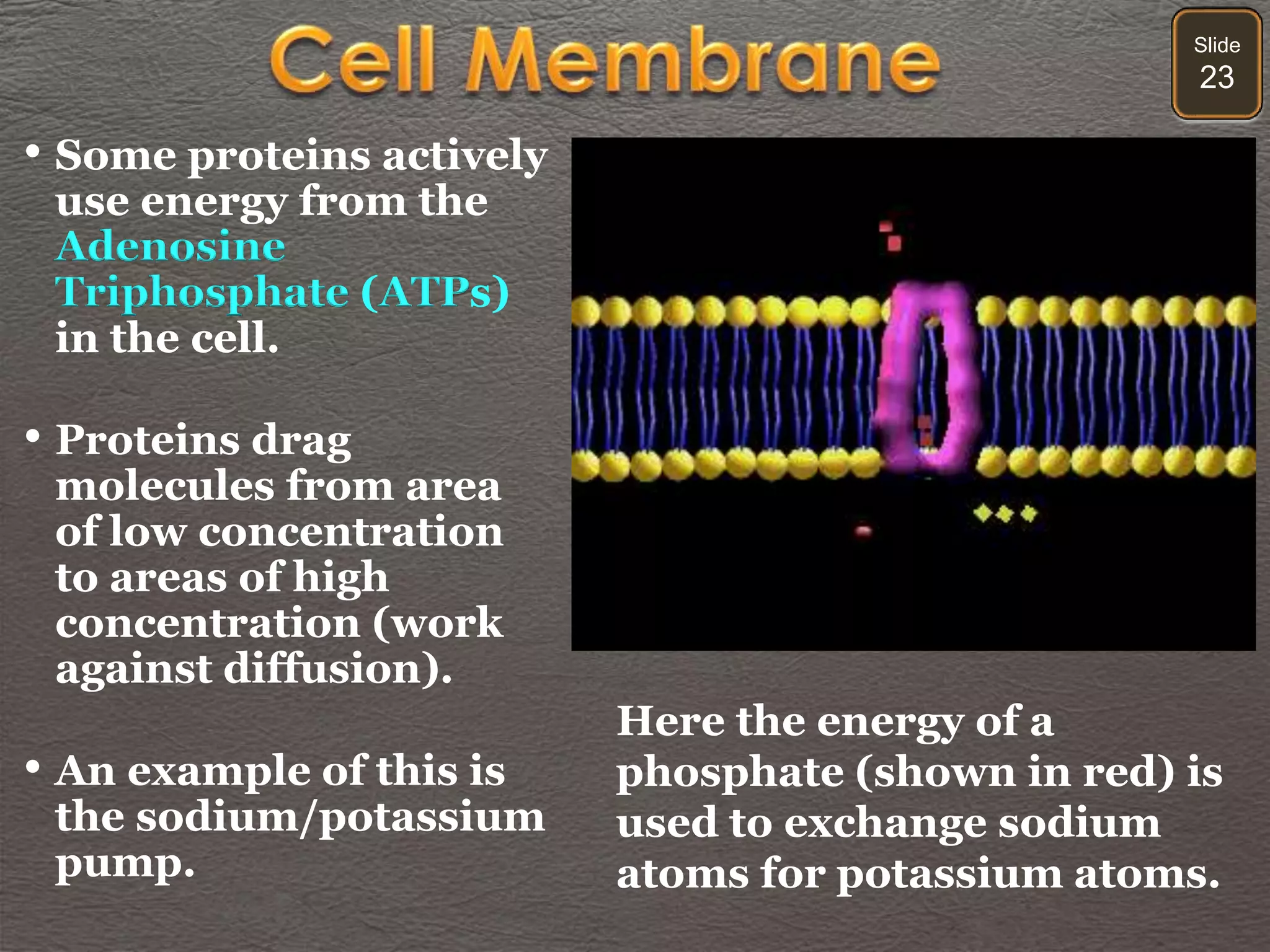Slide
23
• Some proteins actively
use energy from the
Adenosine
Triphosphate (ATPs)
in the cell.
• Proteins drag
molecules from area
of low concentration
to areas of high
concentration (work
against diffusion).
• An example of this is
the sodium/potassium
pump.
Here the energy of a
phosphate (shown in red) is
used to exchange sodium
atoms for potassium atoms.
 