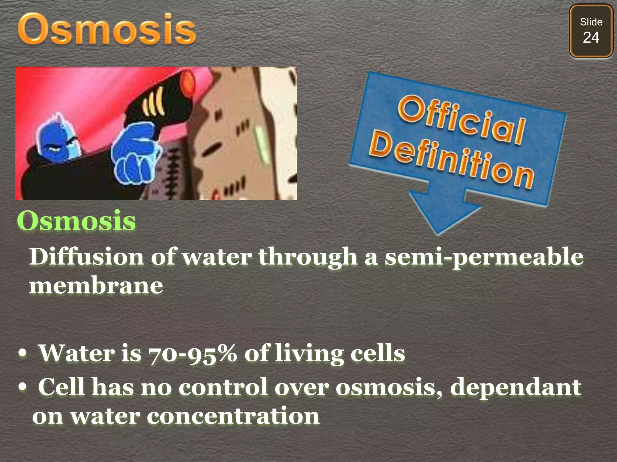 Slide
24
Diffusion of water through a semi-permeable
membrane
• Water is 70-95% of living cells
• Cell has no control over osmosis, dependant
on water concentration
 
