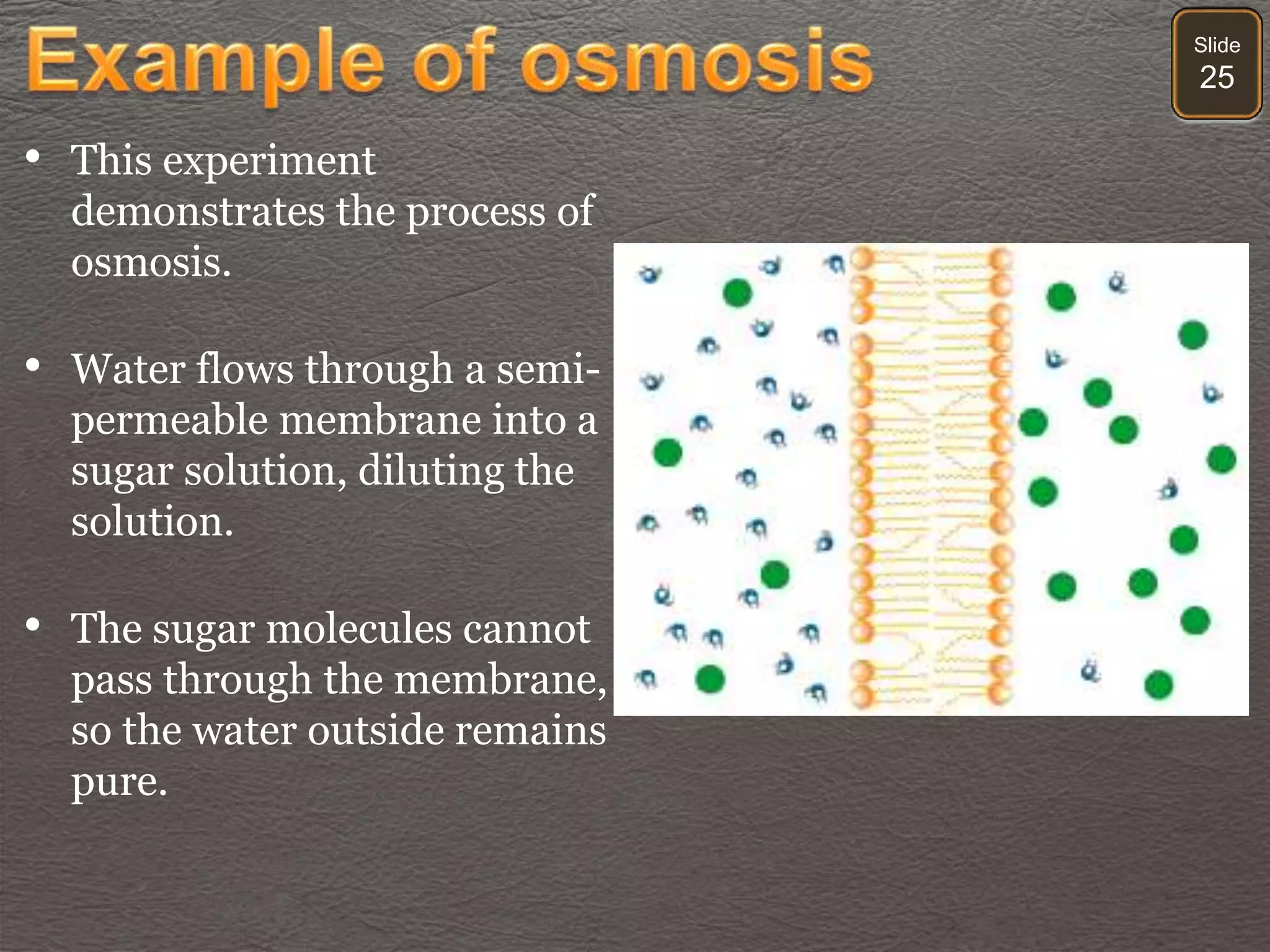 Slide
25
• This experiment
demonstrates the process of
osmosis.
• Water flows through a semi-
permeable membrane into a
sugar solution, diluting the
solution.
• The sugar molecules cannot
pass through the membrane,
so the water outside remains
pure.
 