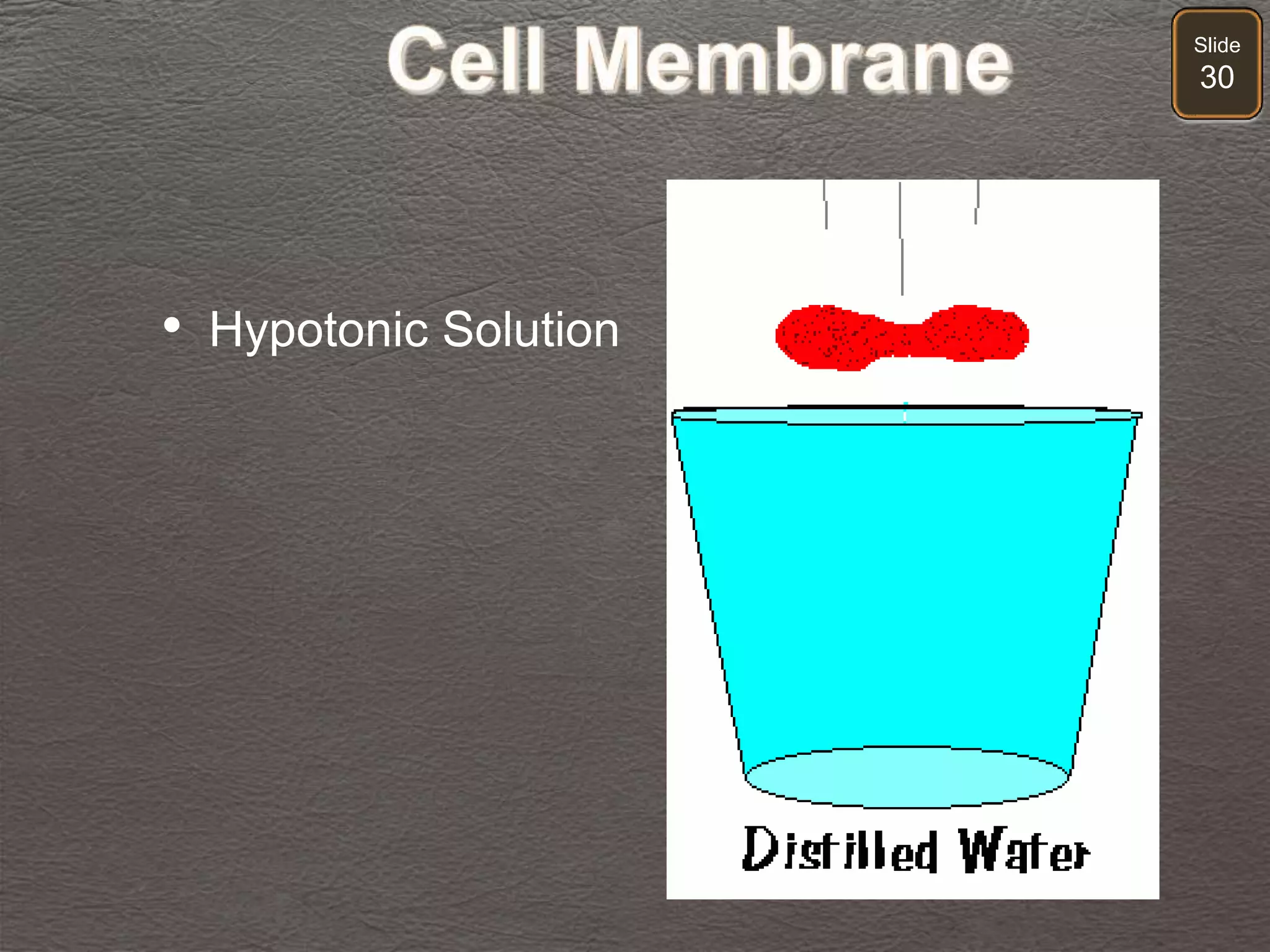 Slide
30
• Hypotonic Solution
 