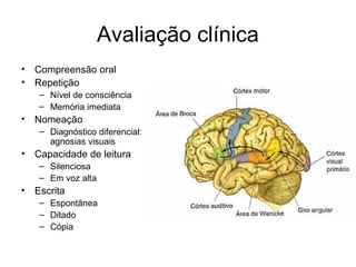 Avaliação clínica 
• Compreensão oral 
• Repetição 
– Nível de consciência 
– Memória imediata 
• Nomeação 
– Diagnóstico diferencial: 
agnosias visuais 
• Capacidade de leitura 
– Silenciosa 
– Em voz alta 
• Escrita 
– Espontânea 
– Ditado 
– Cópia 
 