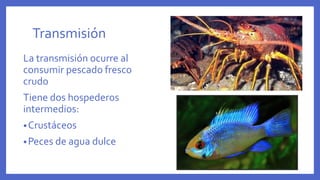 Transmisión
La transmisión ocurre al
consumir pescado fresco
crudo
Tiene dos hospederos
intermedios:
•Crustáceos
•Peces de agua dulce
 