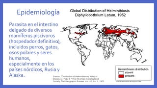 Epidemiología
Parasita en el intestino
delgado de diversos
mamíferos piscívoros
(hospedador definitivo),
incluidos perros, gatos,
osos polares y seres
humanos,
especialmente en los
países nórdicos, Rusia y
Alaska.
 