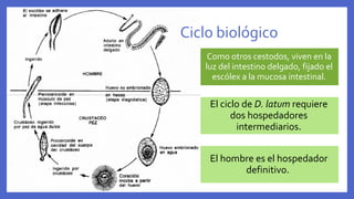 Como otros cestodos, viven en la
luz del intestino delgado, fijado el
escólex a la mucosa intestinal.
El ciclo de D. latum requiere
dos hospedadores
intermediarios.
El hombre es el hospedador
definitivo.
Ciclo biológico
 