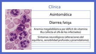 Clínica
Asintomática
Diarrea, fatiga.
Anemia megaloblástica por déficit de vitamina
B12 (afecta al 2% de los infectados)
Síntomas neurológicos (alteraciones del
equilibrio, sensibilidad profunda y piramidalismo).
 