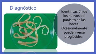 Diagnóstico
Identificación de
los huevos del
parásito en las
heces.
Ocasionalmente
pueden verse
proglótides.
 