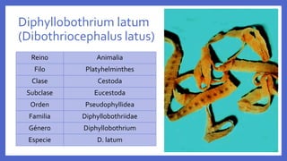 Diphyllobothrium latum
(Dibothriocephalus latus)
Reino Animalia
Filo Platyhelminthes
Clase Cestoda
Subclase Eucestoda
Orden Pseudophyllidea
Familia Diphyllobothriidae
Género Diphyllobothrium
Especie D. latum
 