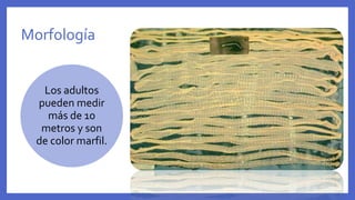 Morfología
Los adultos
pueden medir
más de 10
metros y son
de color marfil.
 