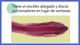 Tiene un escólex alargado y discos
succionadores en lugar de ventosas.
 