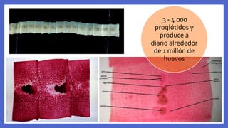 3 - 4 000
proglótidos y
produce a
diario alrededor
de 1 millón de
huevos
 