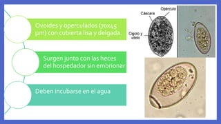 Ovoides y operculados (70x45
μm) con cubierta lisa y delgada.
Surgen junto con las heces
del hospedador sin embrionar
Deben incubarse en el agua
 