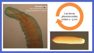 Las larvas
plerocercoides
miden 1 - 5 cm.
 