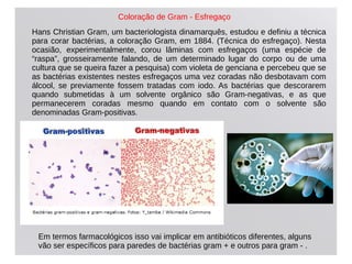 Hans Christian Gram, um bacteriologista dinamarquês, estudou e definiu a técnica
para corar bactérias, a coloração Gram, em 1884. (Técnica do esfregaço). Nesta
ocasião, experimentalmente, corou lâminas com esfregaços (uma espécie de
“raspa”, grosseiramente falando, de um determinado lugar do corpo ou de uma
cultura que se queira fazer a pesquisa) com violeta de genciana e percebeu que se
as bactérias existentes nestes esfregaços uma vez coradas não desbotavam com
álcool, se previamente fossem tratadas com iodo. As bactérias que descorarem
quando submetidas à um solvente orgânico são Gram-negativas, e as que
permanecerem coradas mesmo quando em contato com o solvente são
denominadas Gram-positivas.
Em termos farmacológicos isso vai implicar em antibióticos diferentes, alguns
vão ser específicos para paredes de bactérias gram + e outros para gram - .
Coloração de Gram - Esfregaço
 