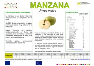 MMMAAANNNZZZAAANNNAAA
Programa financiado por el Gobierno de Castilla – La Mancha y la Unión Europea Fuente digital: http://www.alimentacion.es
Pyrus malus
Fruto del manzano, árbol de la familia de las
Rosáceas. La piel puede ser de color verde,
amarilla o rojiza, y la pulpa, harinosa o crujiente,
presenta un sabor que varía entre el agrio y el
dulce. Contiene en su interior varias semillas de
color oscuro.
La manzana puede comerse fresca, pelada o
con piel, aunque también se puede hacer con
ella compota de manzana, jugo de manzana,
tarta de manzana o sidra.
Hay más de 7500 variedades de manzanas.
PROPIEDADES NUTRICIONALES
La manzana es una de las frutas más
enriquecedoras y completas de la
dieta.
Un 85% de su composición es agua,
por lo que resulta muy refrescante e
hidratante.
Aporta hidratos de carbono
fundamentalmente en forma de
azúcares como la fructosa y contiene
cantidades apreciables de fibra, que
mejora el tránsito intestinal.
También posee aminoácidos
esenciales como la cisteína.
COMPOSICIÓN
Cantidad por 100 g de
porción comestible
Agua (g) 85.7
Energía (kcal) 46
Proteínas (g) 0.3
Hidratos de carbono (g) 12
Lípidos (g) Trazas
Fibra
Fibra total (g)
3
2.02
Soluble (g) 0.48
Insoluble (g) 1.54
Vitaminas
Vitamina A (Eq.
Retinol) (µg)
3
5.7
Carotenos totales (µg)
3
40
Beta-caroteno (µg)
3
29
Criptoxantina (µg)
3
11
Vitamina E (mg) 0.2
Vitamina B1 (mg) 0.04
Vitamina B2 (mg) 0.02
Niacina (mg) 0.2
Vitamina B6 (mg) 0.03
Folatos (µg) 5
Vitamina C (mg) 10
Minerales
Calcio (mg) 6
Hierro (mg) 0.4
Fósforo (mg)
3
11
Magnesio (mg) 5
Zinc (mg) 0.1
Selenio (µg)
3
1.4
Sodio (mg) 2
Potasio (mg) 120
Fuente de datos: http://www.5aldia.org
CAMPAÑA
ENE FEB MAR ABR MAY JUN JUL AGO SEP OCT NOV DIC
 