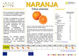NNNAAARRRAAANNNJJJAAA
Programa financiado por el Gobierno de Castilla – La Mancha y la Unión Europea Fuente digital: http://www.alimentacion.es
Citrus sinensis
Fruto en baya del naranjo dulce, árbol de hoja
perenne de la familia de las Rutáceas.
El naranjo dulce es el más cultivado de todos los
cítricos, siendo la especie más cultivada del género
Citrus.
Existen numerosas variedades de naranjas con
particularidades en su sabor, jugosidad, tamaño,
condiciones de cultivo y productividad diferentes.
Esto permite que se pueda elegir el tipo adecuado
para cada empleo concreto; bien sea para su
consumo como fruta de mesa, zumo y para la
fabricación de diferentes derivados como
mermeladas o macedonias.
PROPIEDADES NUTRICIONALES
De su composición nutritiva destaca
su escaso valor energético, gracias
a su elevado contenido de agua.
También es destacable su riqueza
en ácido ascórbico o vitamina C,
así como cantidades apreciables de
ácido fólico, minerales y fibra, con
un aporte interesante de fibra
soluble (pectinas), cuyas
principales propiedades se
relacionan con disminución de
colesterol y glucosa en sangre, así
como con el desarrollo de la flora
intestinal.
Además las naranjas aportan
cantidades de beta-caroteno,
responsable su color típico y
conocido por sus propiedades
antioxidantes.
COMPOSICIÓN
Cantidad por 100 g de
porción comestible
Agua (g) 88.6
Energía (kcal) 35
Proteínas (g) 0.8
Hidratos de carbono (g) 8.6
Lípidos (g) trazas
Fibra
Fibra total (g) 1.6
Soluble (g) 0.6
Insoluble (g) 1.0
Vitaminas
Vitamina A (Eq. Retinol)
(µg)
3
13
Carotenos totales (µg)
3
104
Beta-caroteno (µg)
3
24
Vitamina E (mg) 52
Vitamina B1 (mg) 28
Vitamina B2 (mg) 0.2
Niacina (mg) 0.1
Vitamina B6 (mg) 0.03
Folatos (µg) 0.3
Vitamina C (mg) 0.06
Minerales 37
Calcio (mg) 50
Hierro (mg)
Fósforo (mg)
3
36
Magnesio (mg) 0.3
Zinc (mg) 20
Selenio (µg)
3
12
Sodio (mg) 0.18
Potasio (mg) 1.2
Fuente de datos: http://www.5aldia.org
CAMPAÑA
ENE FEB MAR ABR MAY JUN JUL AGO SEP OCT NOV DIC
 