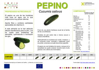 PPPEEEPPPIIINNNOOO
Programa financiado por el Gobierno de Castilla – La Mancha y la Unión Europea Fuente digital: http://www.aesan.msssi.gob.es
Cucumis sativus
Fruto de una planta herbácea anual de la familia
de las cucurbitáceas.
Hortaliza de piel verde más o menos oscura o
incluso amarillenta.
Habitualmente se recolecta aún verde, inmaduro y
se consume crudo, cocinado o elaborado como
encurtido, entonces se suele denominar pepinillo.
El pepino es una hortaliza de verano, aunque en la
actualidad se puede comprar durante todo el año
gracias a los cultivos de invernadero.
PROPIEDADES NUTRICIONALES
El pepino es una de las hortalizas
más ricas en agua, por lo que
proporciona muy pocas calorías.
Aporta fibra y contiene cantidades
apreciables de vitamina C.
A este alimento se le han atribuido
efectos beneficiosos para la piel, y se
ha usado para problemas de
dermatitis, quemaduras e hinchazón
de ojos.
COMPOSICIÓN
Cantidad por 100 g de
porción comestible
Agua (g) 96,7
Energía (kcal) 12
Proteínas (g) 0.7
Hidratos de carbono (g) 1,9
Lípidos (g) 0,2
Fibra
Fibra total (g) 0,54
Soluble (g) 150
Insoluble (g) 390
Vitaminas
Vitamina A (Eq.
Retinol) (µg)
62
Carotenos totales
(µg)
372
Alfa-caroteno (µg) -
Beta-caroteno (µg) 372
Criptoxantina (µg) -
Vitamina B1 (mg) 0,03
Vitamina B2 (mg) 0,03
Niacina (mg) 0,5
Vitamina B6 (mg) 0,04
Folatos (µg) 16
Vitamina C (mg) 10
Minerales
Calcio (mg) 17
Hierro (mg) 0.3
Fósforo (mg) -
Magnesio (mg) 17
Zinc (mg) 0,16
Selenio (µg) 0,8
Sodio (mg) 13
Potasio (mg) 140
Fuente de datos: http://www.5aldia.org
CAMPAÑA
ENE FEB MAR ABR MAY JUN JUL AGO SEP OCT NOV DIC
 