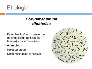 Etiologia
                   Corynebacterium
                      diphteriae

   Es un bacilo Gram + en forma
    de empalizada (palillos de
    tambor) y en letras chinas
   Anaerobio
   No esporurado
   No tiene flagelos ni capsula
 