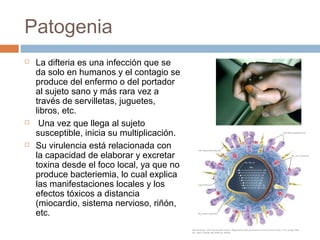 Patogenia
   La difteria es una infección que se
    da solo en humanos y el contagio se
    produce del enfermo o del portador
    al sujeto sano y más rara vez a
    través de servilletas, juguetes,
    libros, etc.
    Una vez que llega al sujeto
    susceptible, inicia su multiplicación.
   Su virulencia está relacionada con
    la capacidad de elaborar y excretar
    toxina desde el foco local, ya que no
    produce bacteriemia, lo cual explica
    las manifestaciones locales y los
    efectos tóxicos a distancia
    (miocardio, sistema nervioso, riñón,
    etc.
 